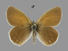 C. glycerion